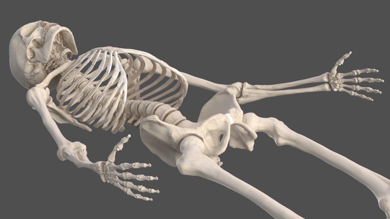 3D Human and Gorilla Skeletons Collection model