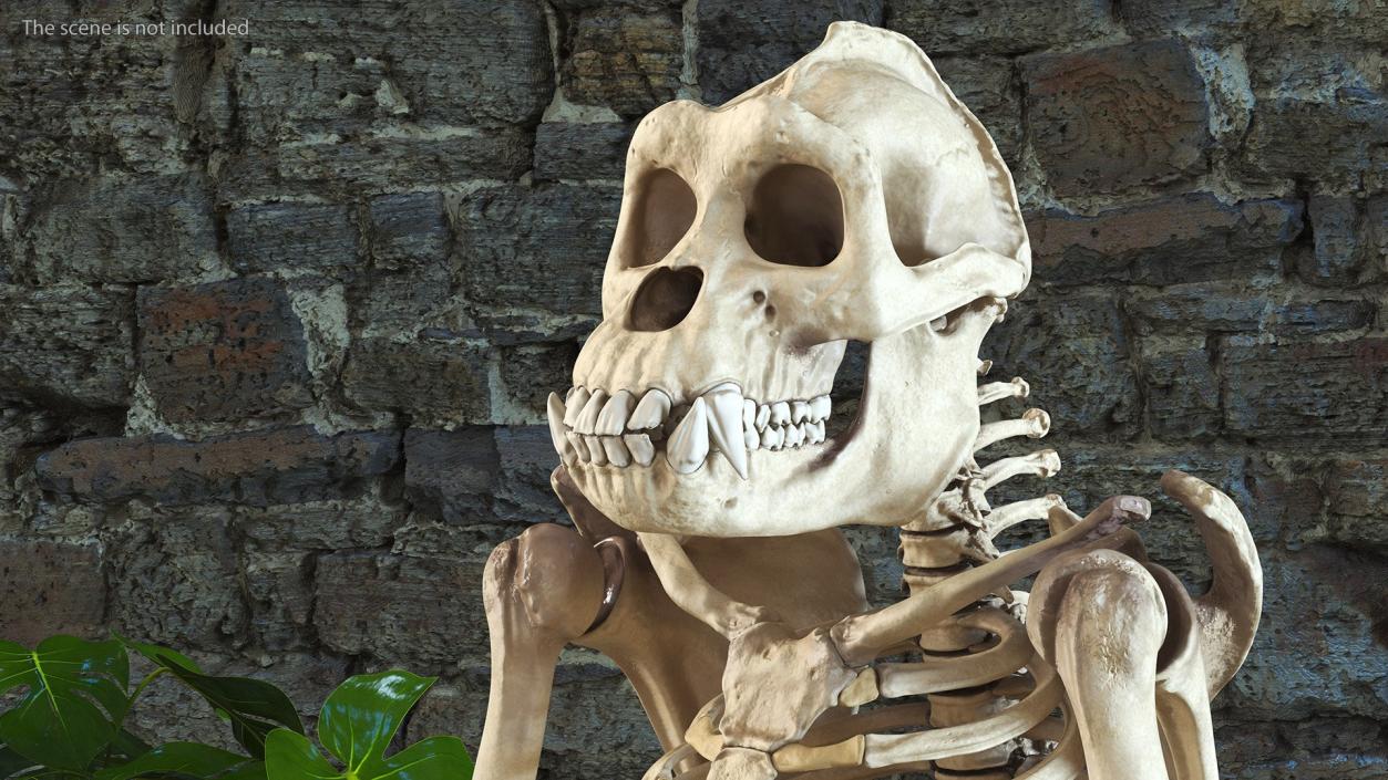 3D Human and Gorilla Skeletons Collection model