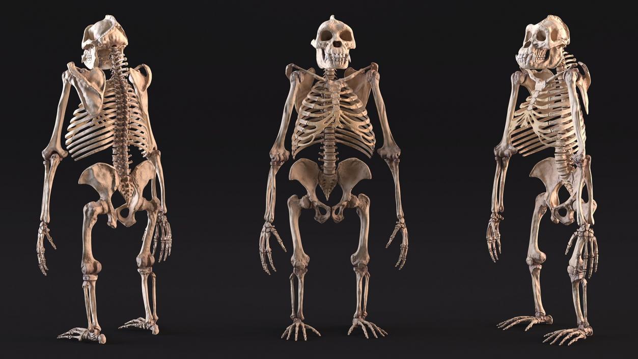 3D Human and Gorilla Skeletons Collection model