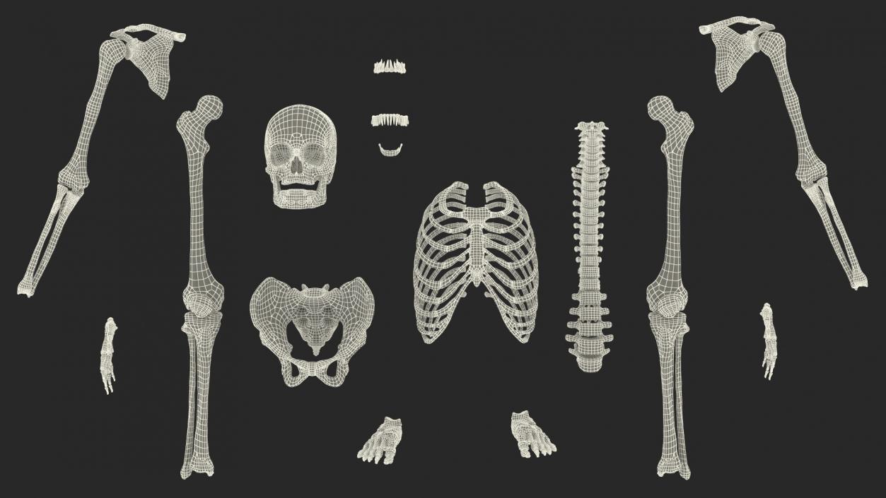 3D Human and Gorilla Skeletons Collection model