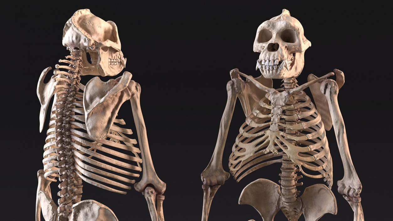 3D Human and Gorilla Skeletons Collection model