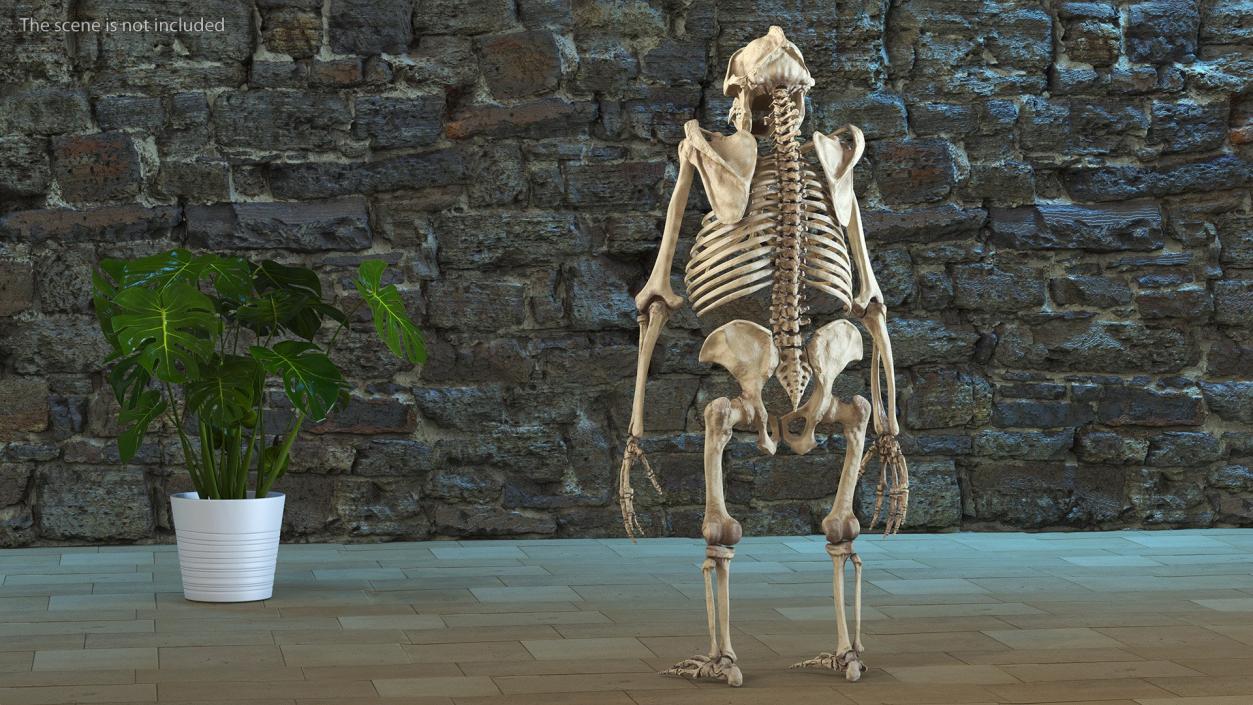 3D Human and Gorilla Skeletons Collection model