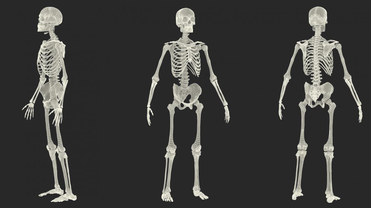 3D Human and Gorilla Skeletons Collection model