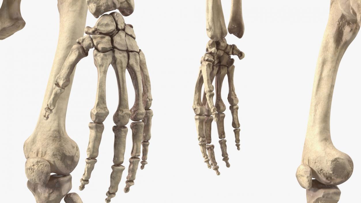 3D Human and Gorilla Skeletons Collection model