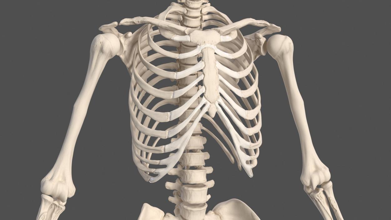 3D Human and Gorilla Skeletons Collection model