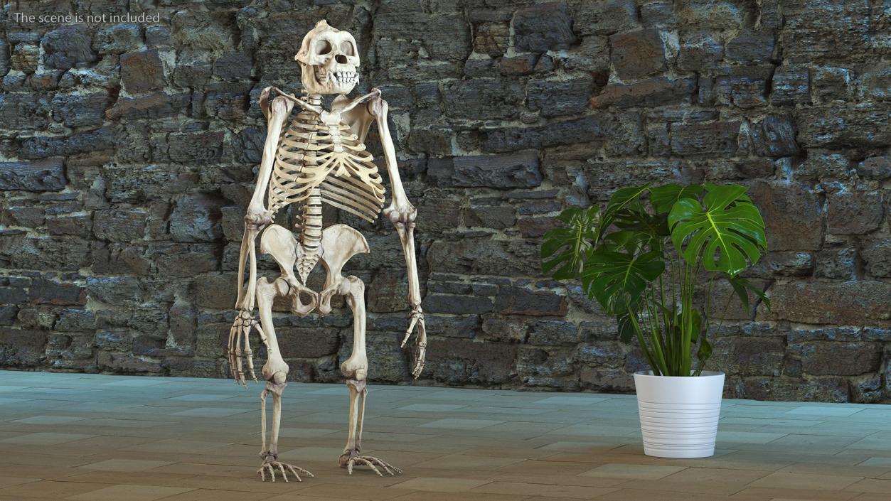 3D Human and Gorilla Skeletons Collection model