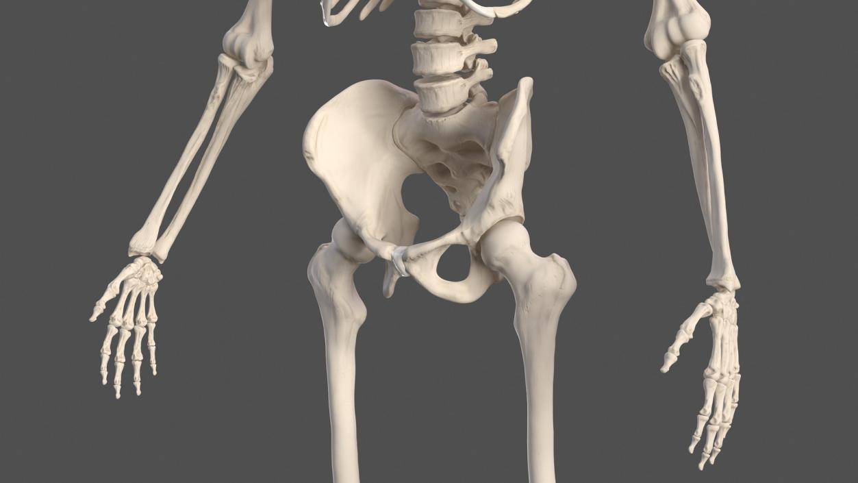 3D Human and Gorilla Skeletons Collection model