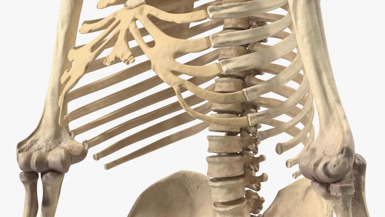 3D Human and Gorilla Skeletons Collection model