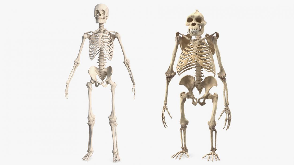 3D Human and Gorilla Skeletons Collection model