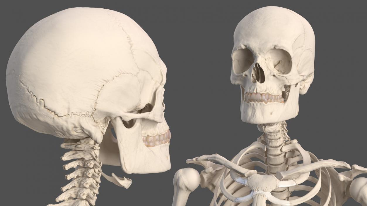 3D Human and Gorilla Skeletons Collection model