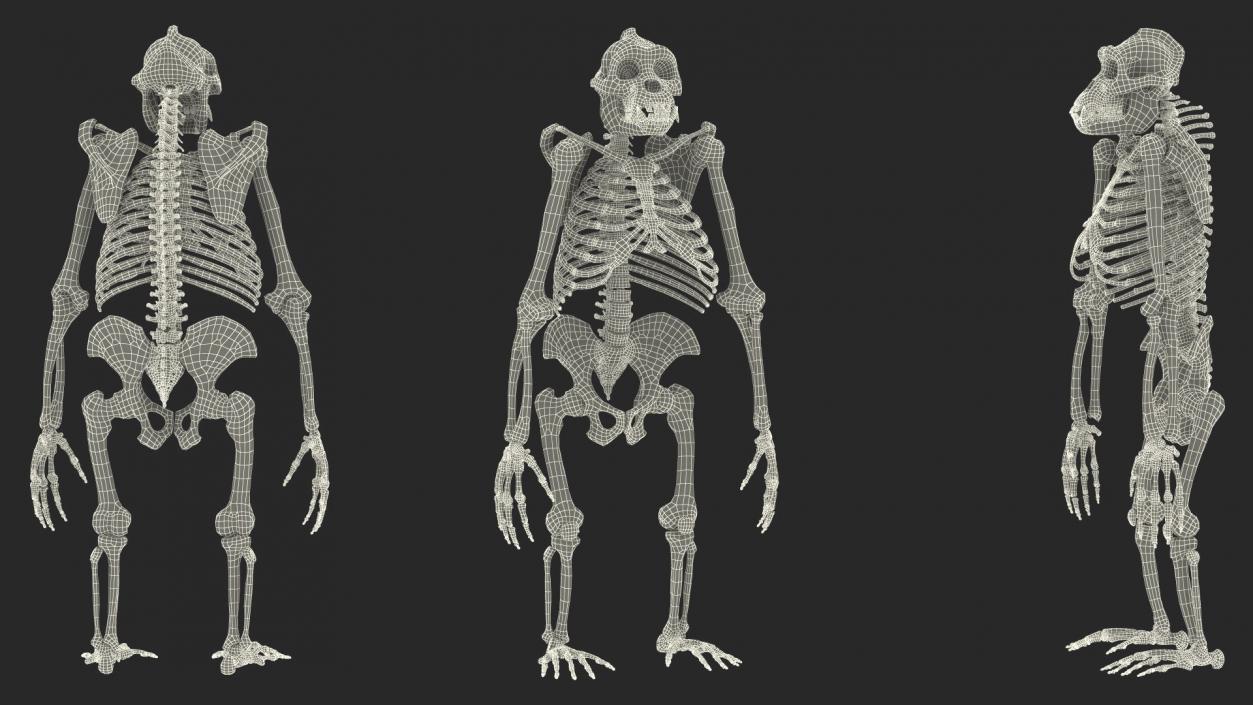 3D Human and Gorilla Skeletons Collection model