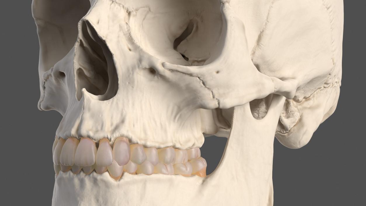 3D Human and Gorilla Skeletons Collection model