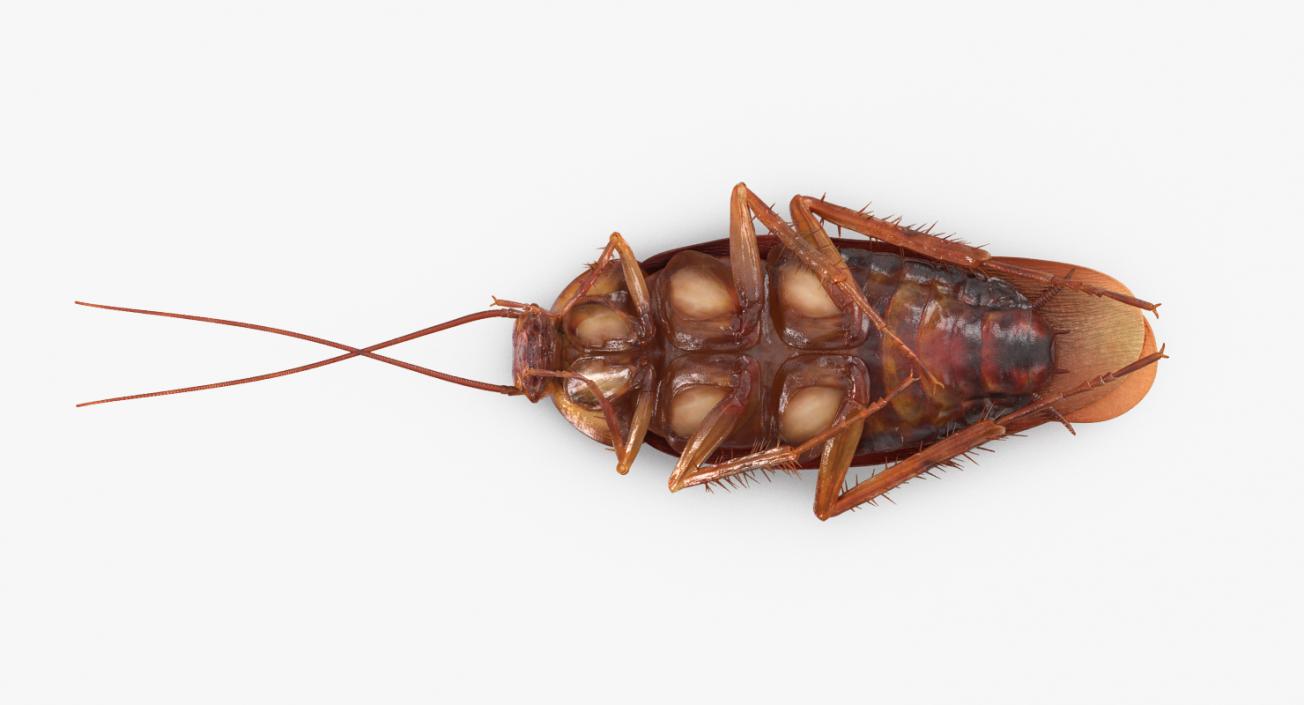 3D Cockroach Rigged