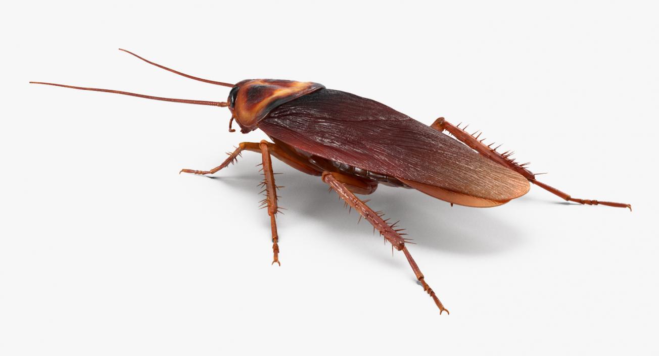 3D Cockroach Rigged