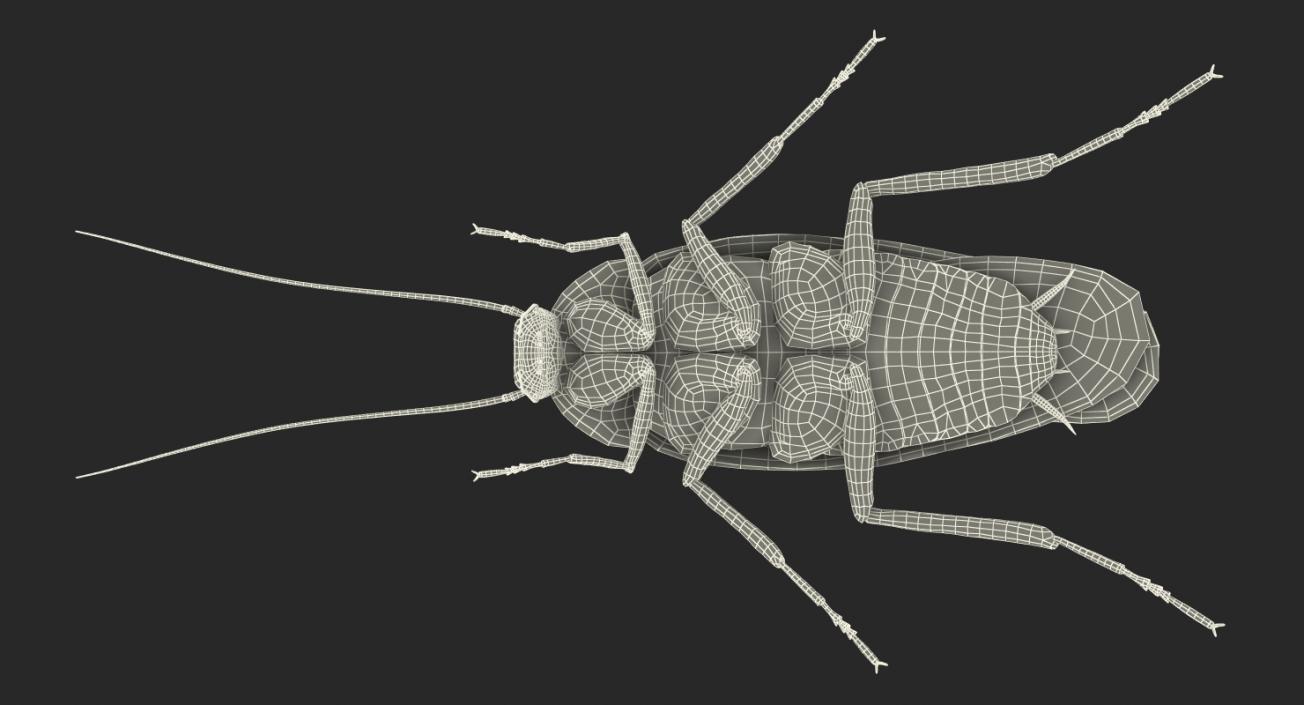 3D Cockroach Rigged