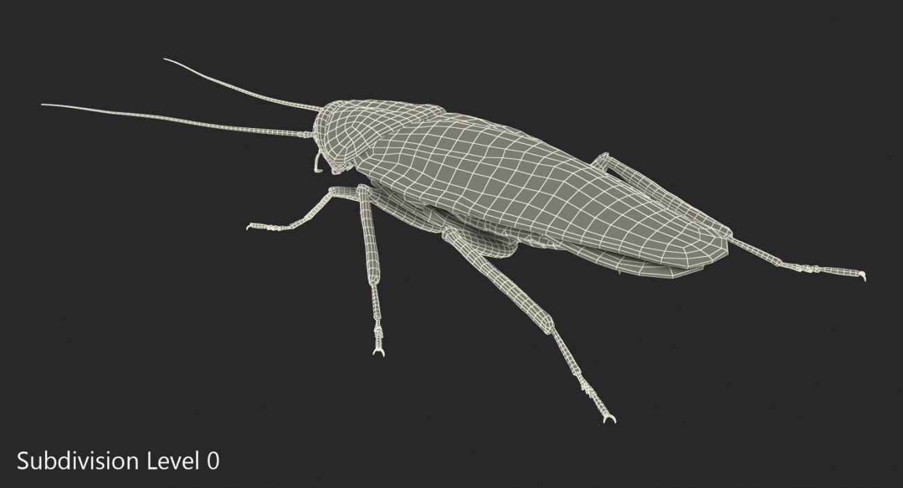 3D Cockroach Rigged