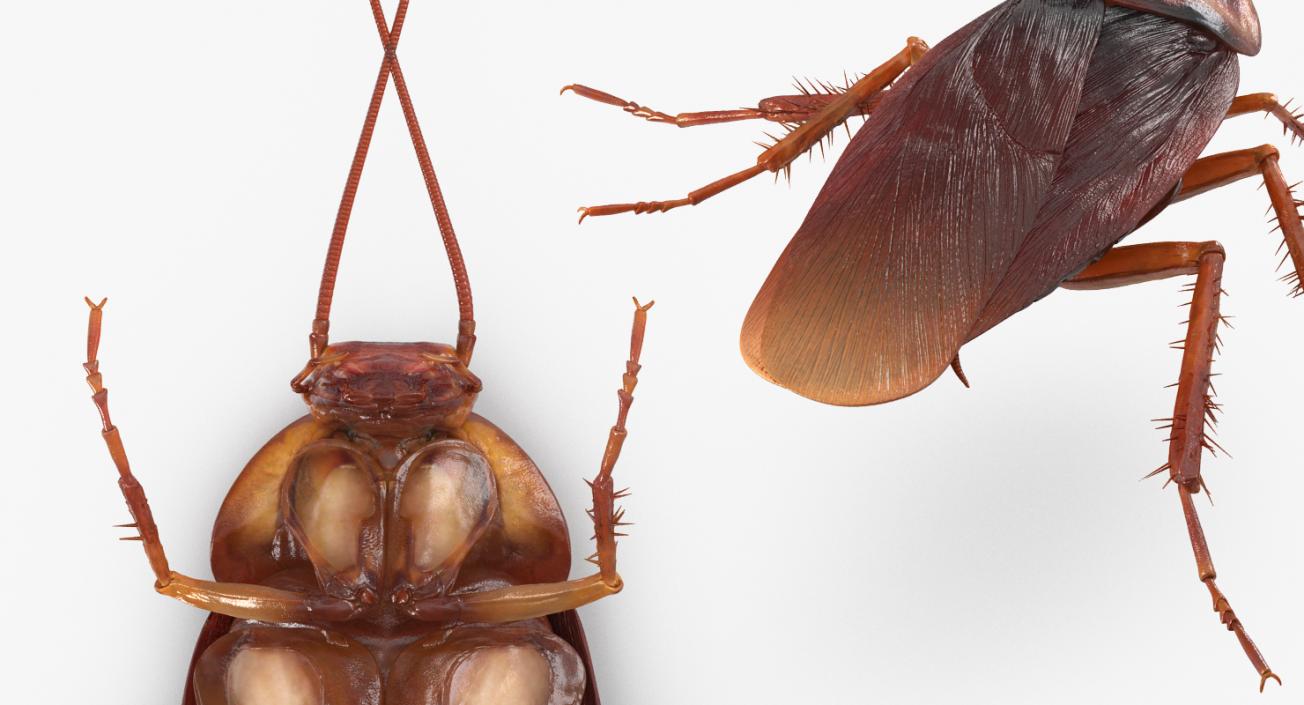 3D Cockroach Rigged