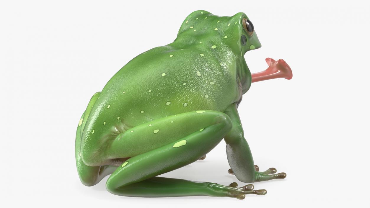 Australian Green Tree Frog With Extended Tongue 3D