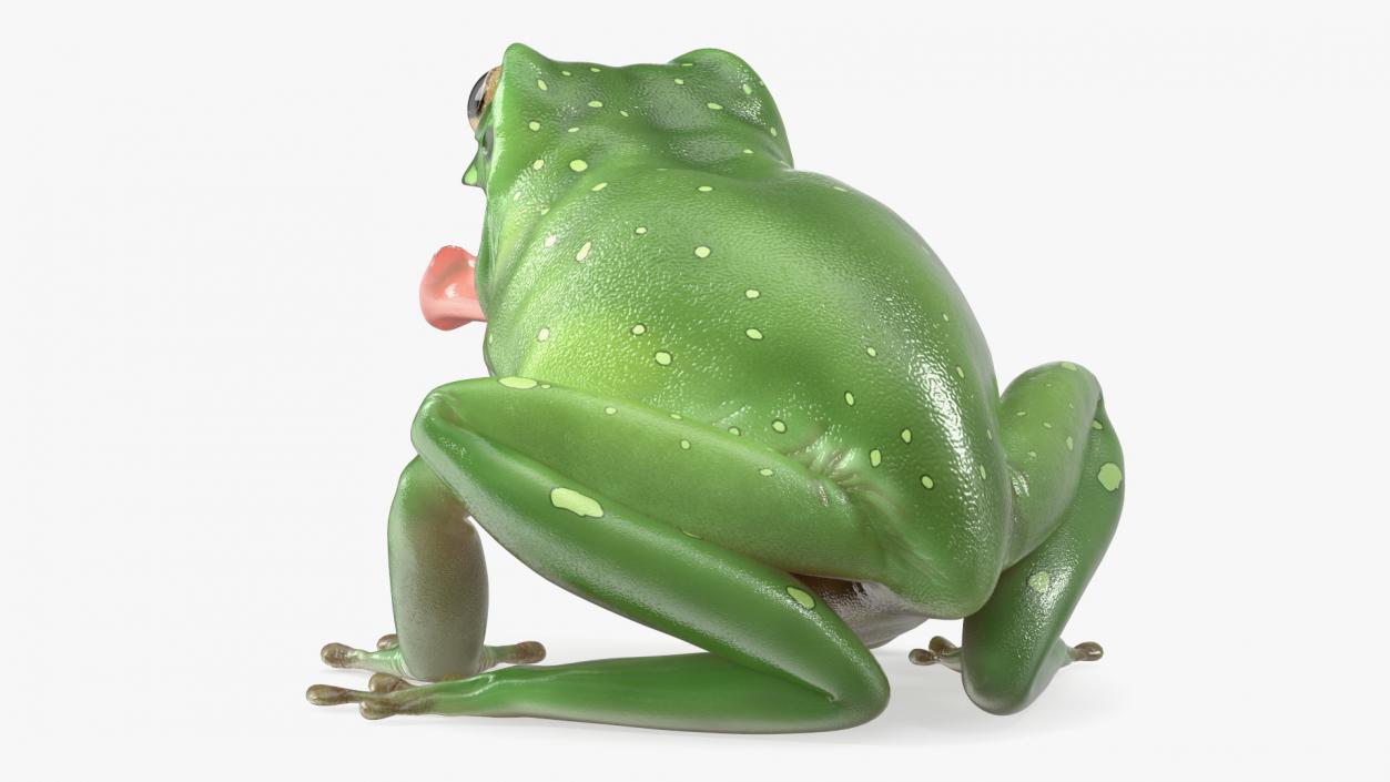 Australian Green Tree Frog With Extended Tongue 3D