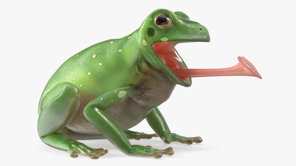 Australian Green Tree Frog With Extended Tongue 3D