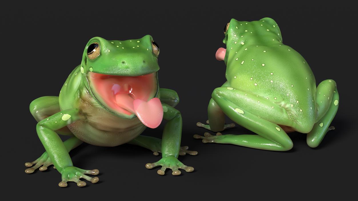 Australian Green Tree Frog With Extended Tongue 3D