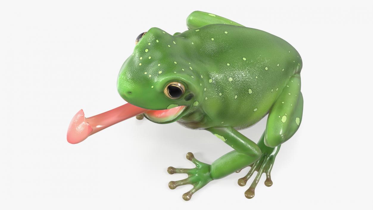 Australian Green Tree Frog With Extended Tongue 3D