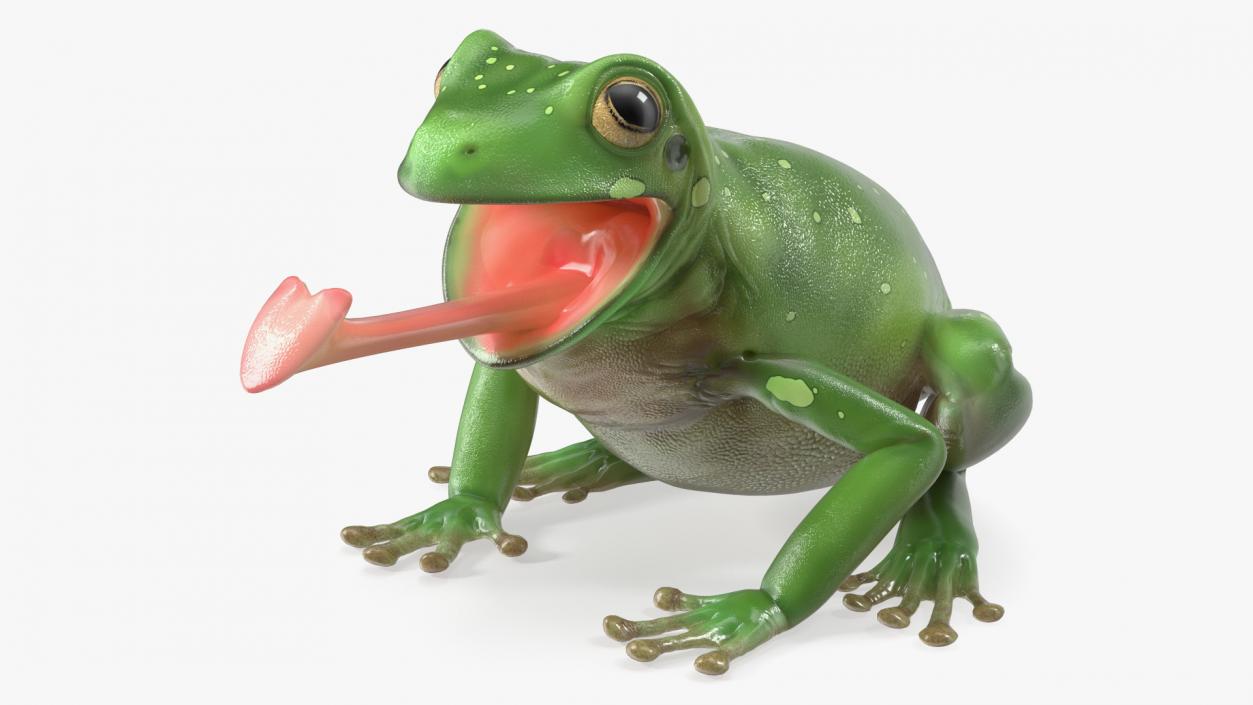 Australian Green Tree Frog With Extended Tongue 3D