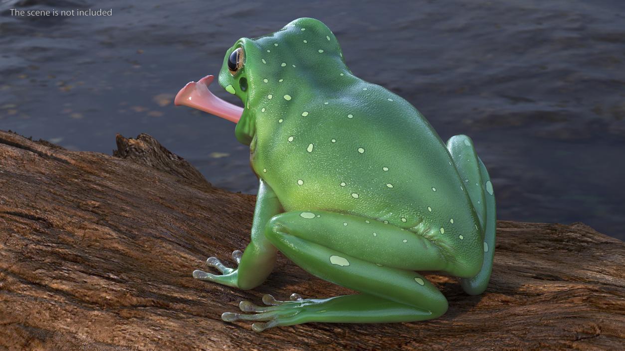 Australian Green Tree Frog With Extended Tongue 3D