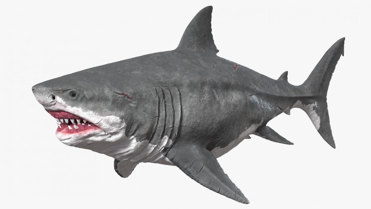 Ancient Megashark Rigged 3D model