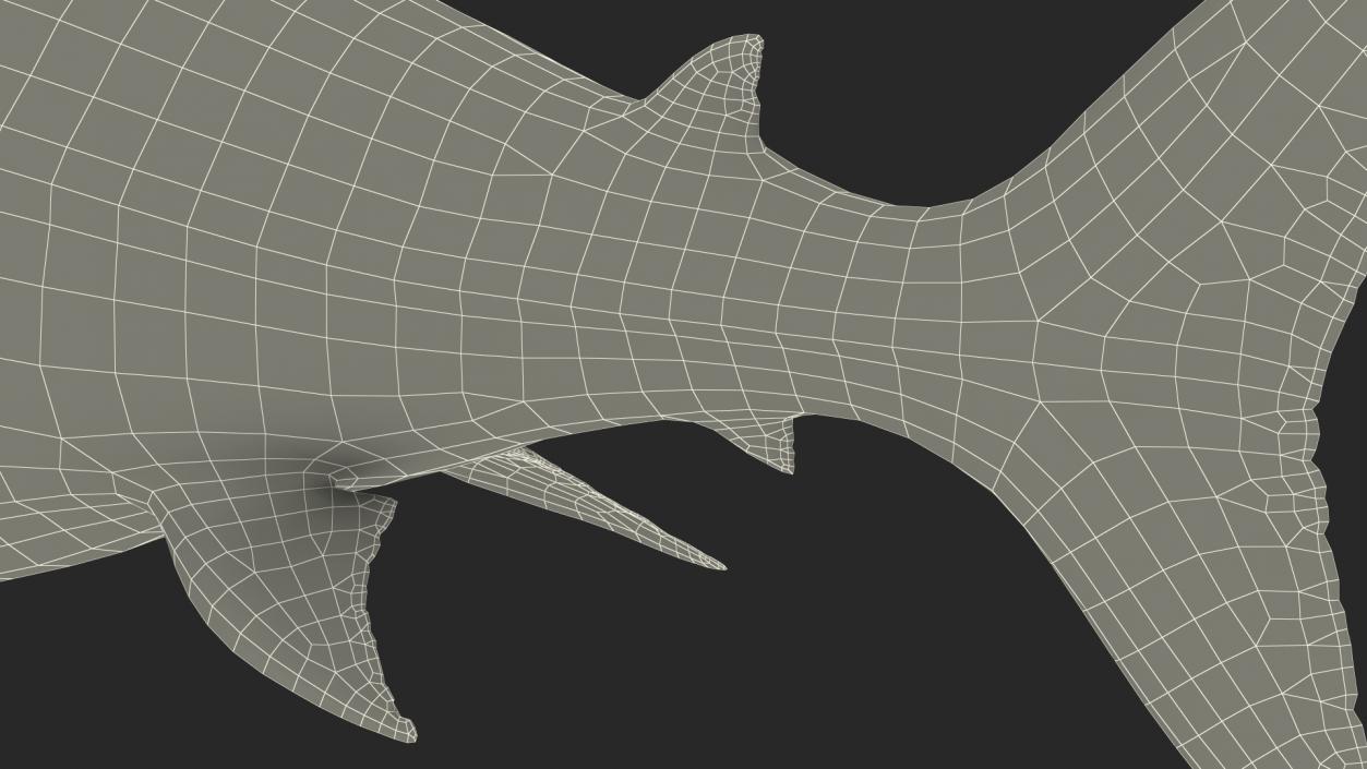 Ancient Megashark Rigged 3D model