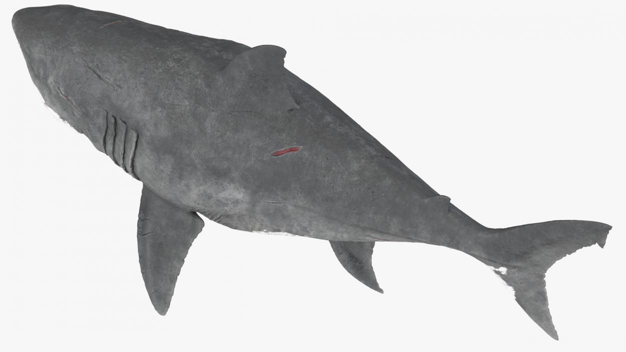 Ancient Megashark Rigged 3D model