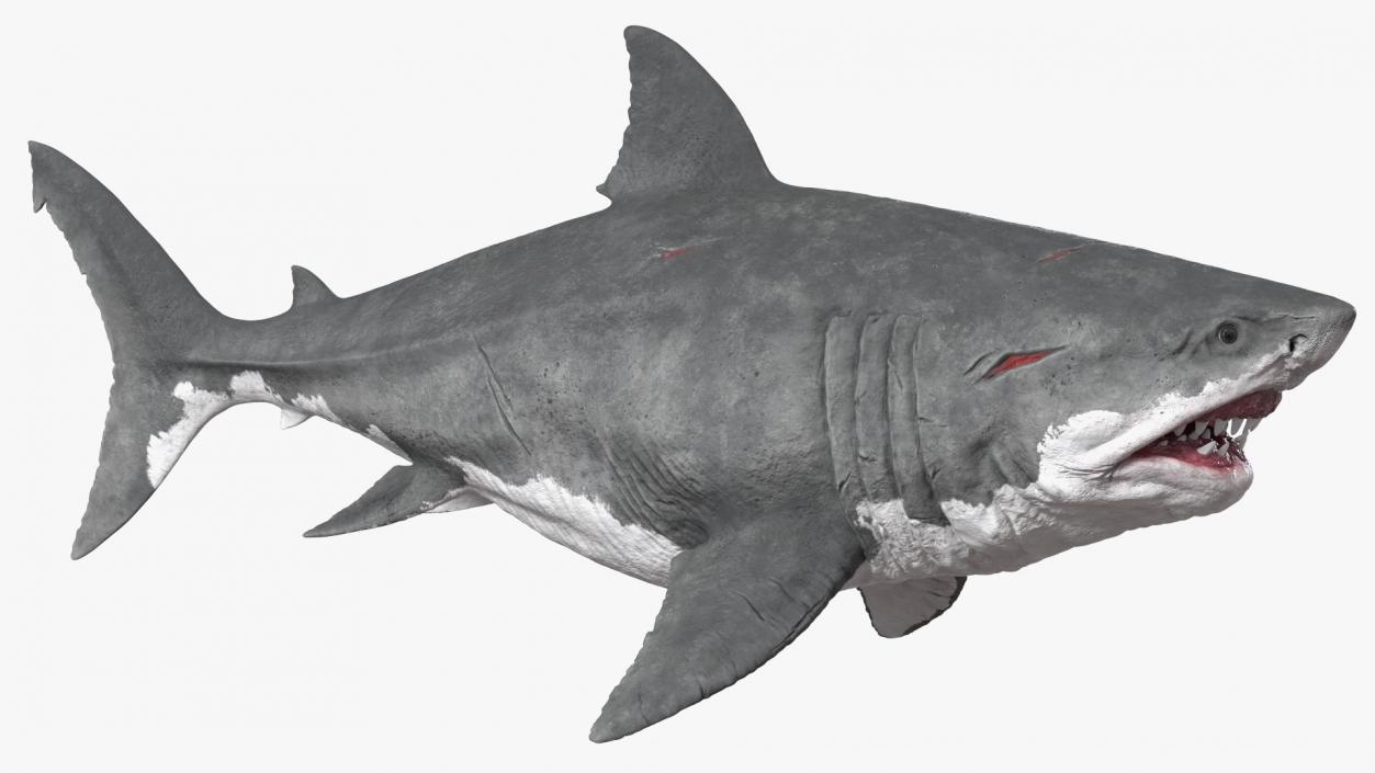 Ancient Megashark Rigged 3D model