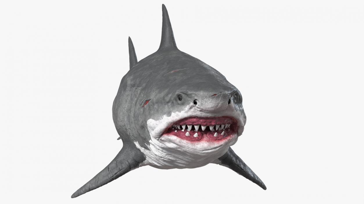 Ancient Megashark Rigged 3D model