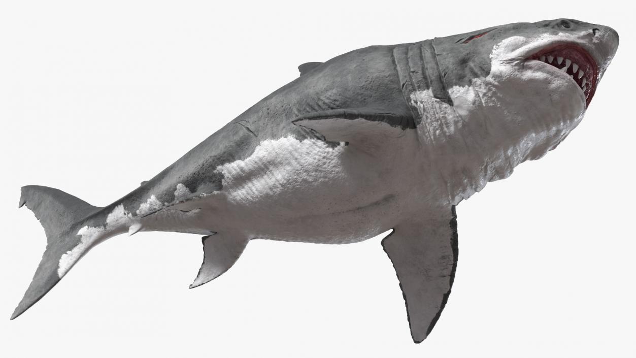 Ancient Megashark Rigged 3D model