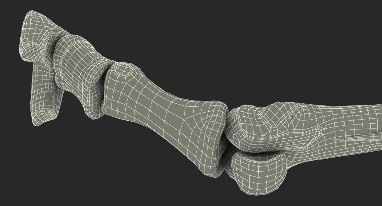 3D Equine Forleg model