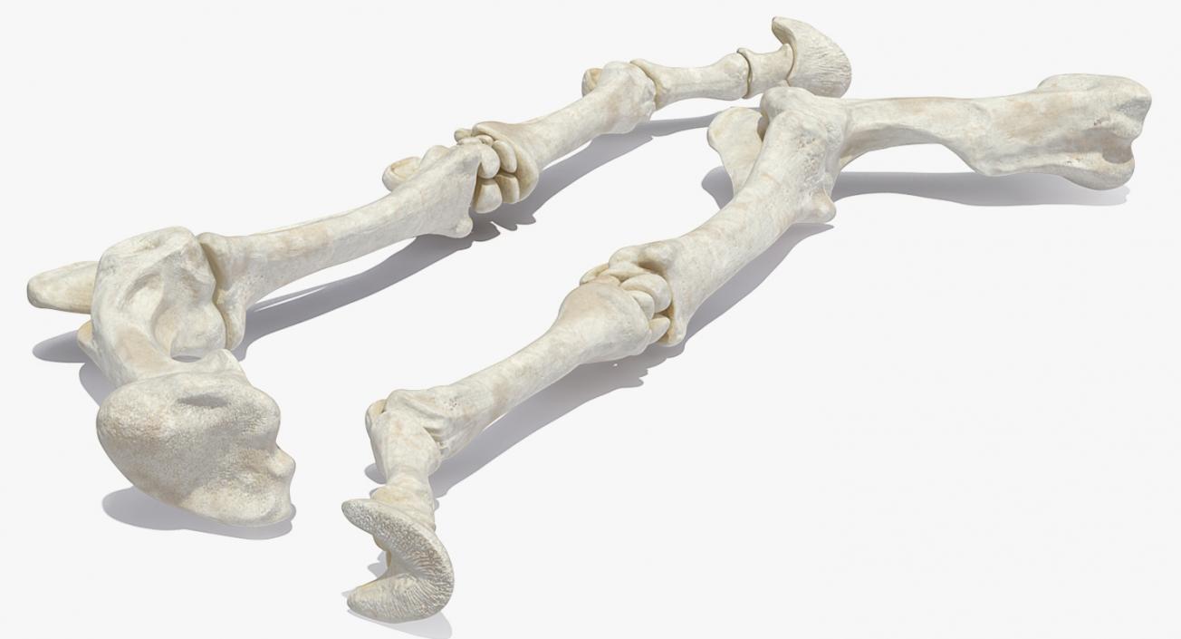 3D Equine Forleg model