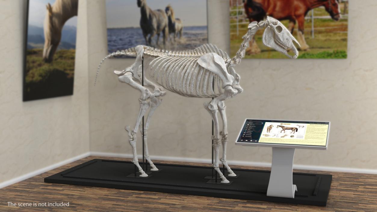 3D Equine Forleg model