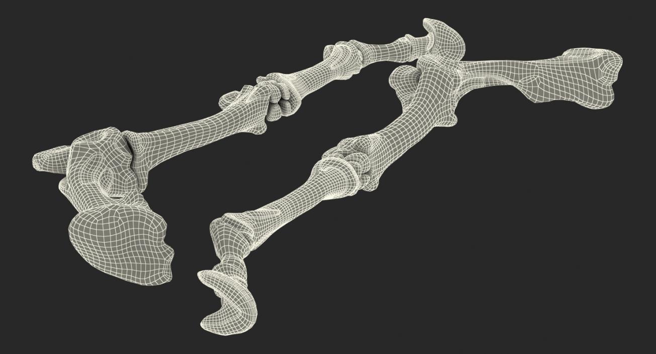 3D Equine Forleg model