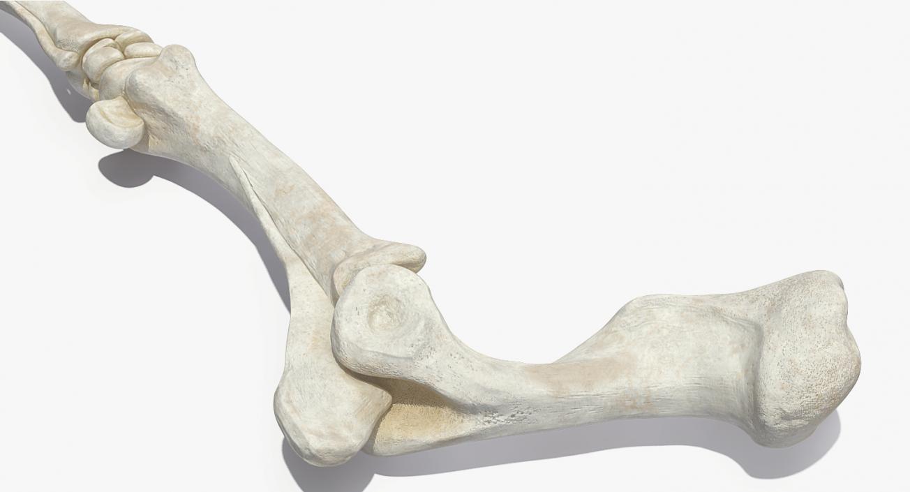 3D Equine Forleg model