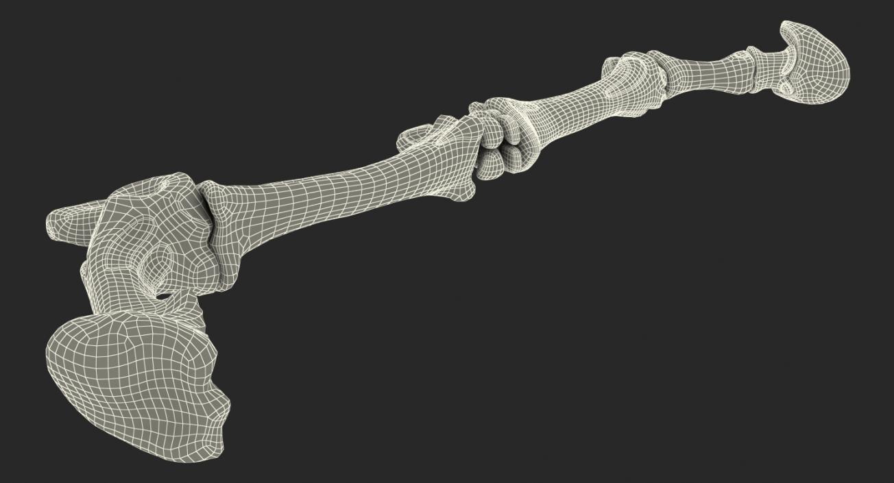 3D Equine Forleg model