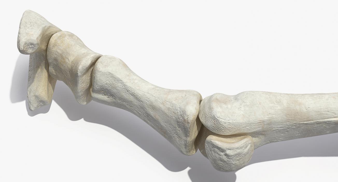 3D Equine Forleg model