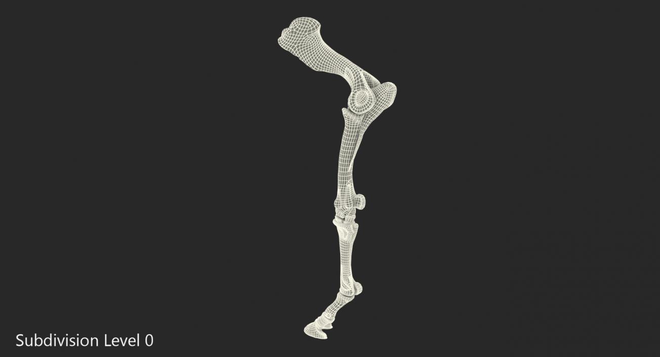 3D Equine Forleg model