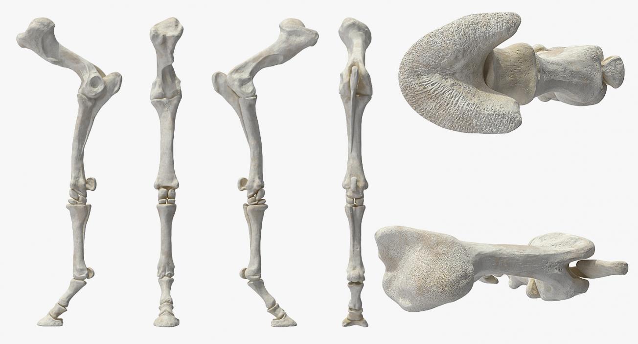 3D Equine Forleg model