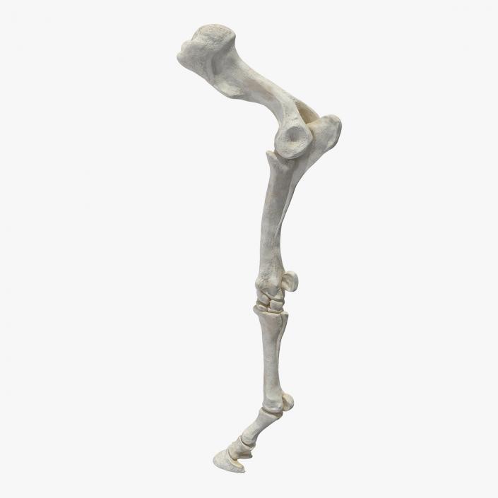 3D Equine Forleg model