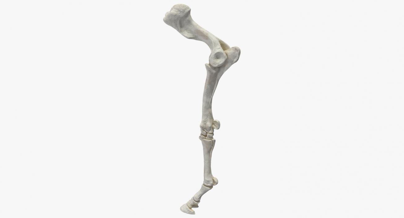 3D Equine Forleg model