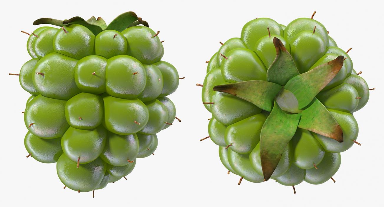 3D Unripe Green Blackberry model