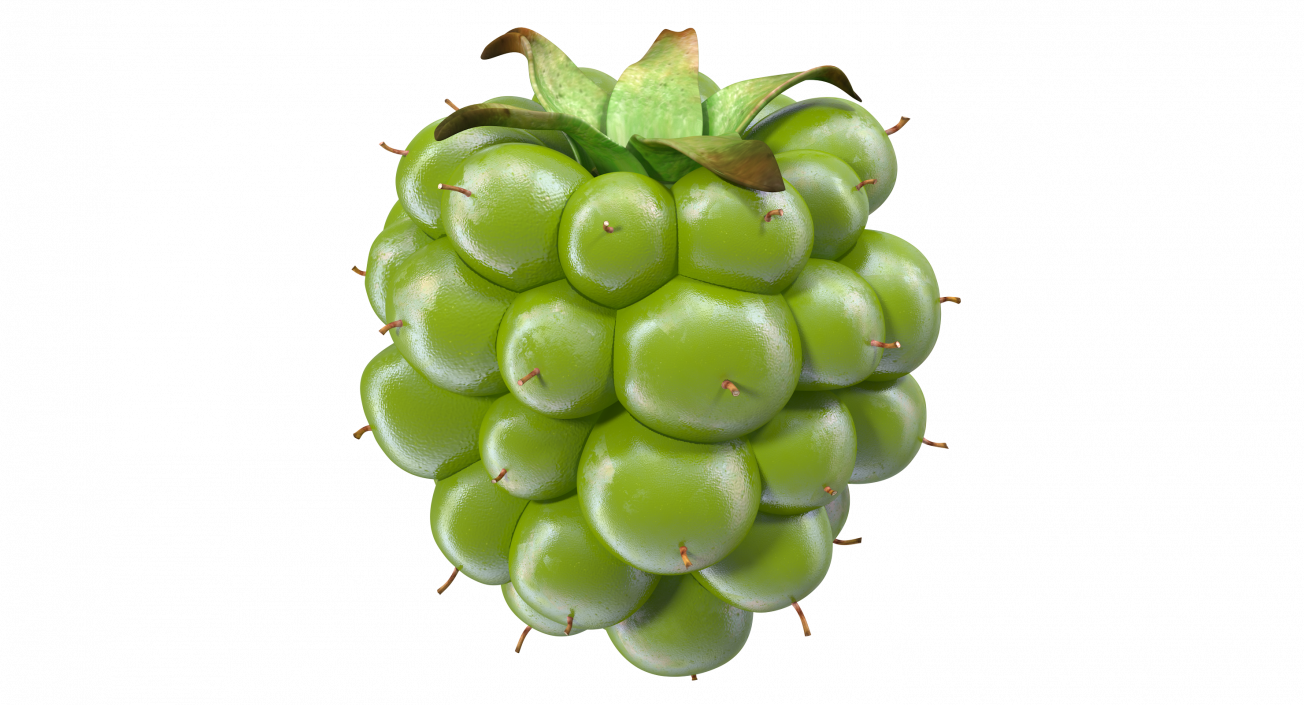 3D Unripe Green Blackberry model