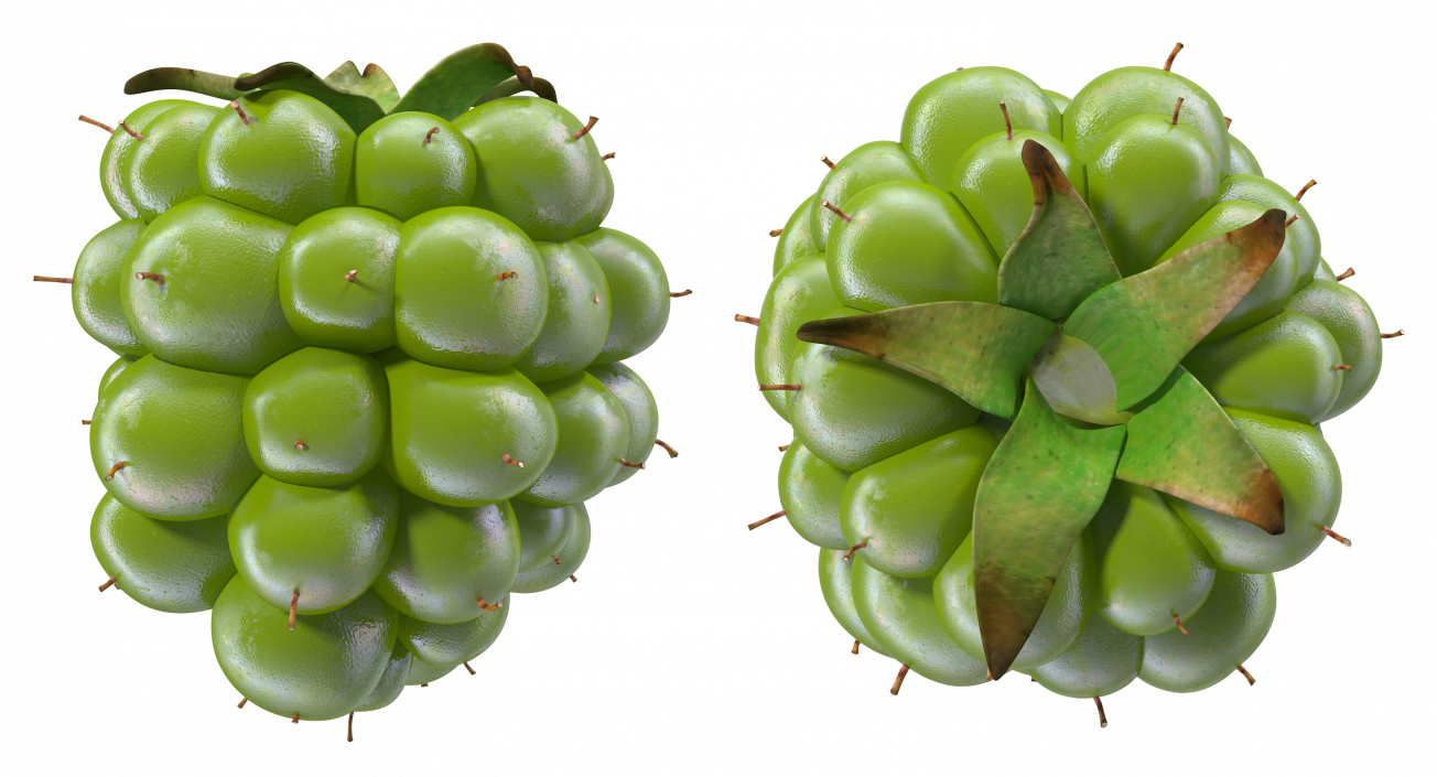 3D Unripe Green Blackberry model