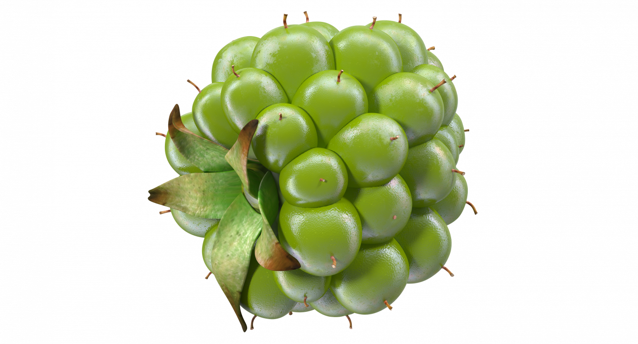 3D Unripe Green Blackberry model