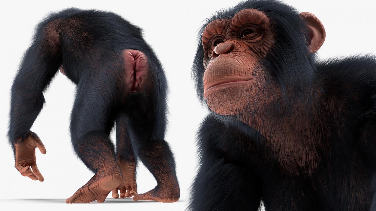 Animated Chimpanzee Running Light Skin Fur Rigged 3D model